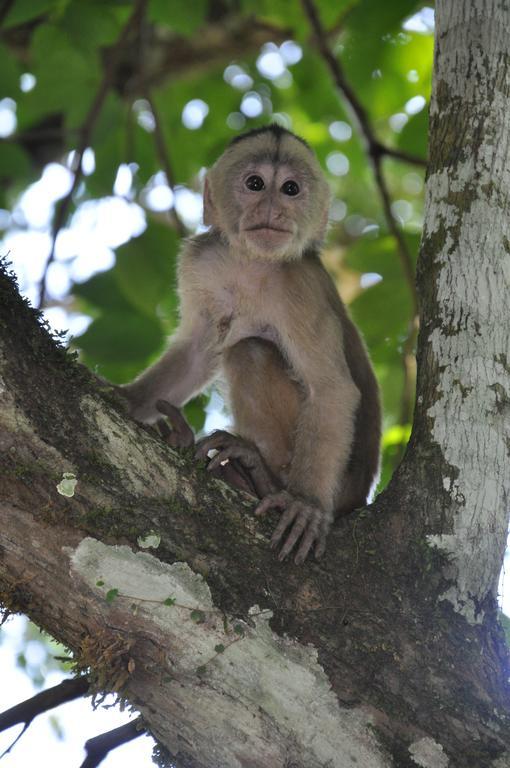Hakuna Matata Amazon Lodge Archidona Екстериор снимка