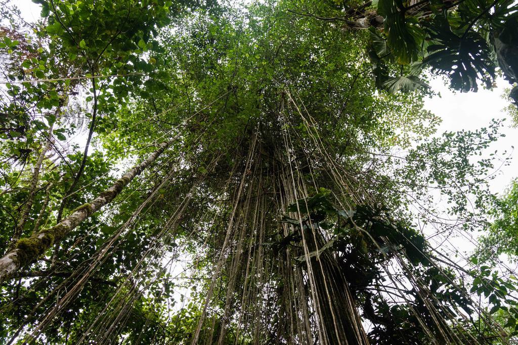 Hakuna Matata Amazon Lodge Archidona Екстериор снимка